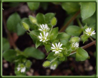 SIL10043 Are you blessed with chickweed this spring?