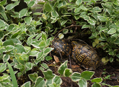 P1090122 Female (left) and Male Box Turtles