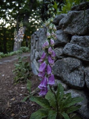 End of Day Foxglove