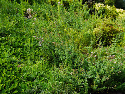 chrysogonum virginianum, oregano,  garlic chives