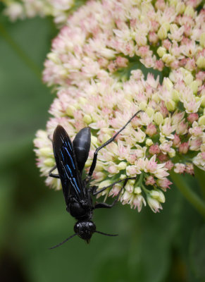 P1100131 Mud Dauber Wasp