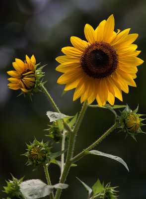 IMG_0775 Sunflowers