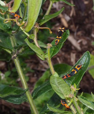 Milkweed Bugs are Back!