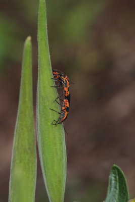 IMG_0794 Milkweed Bugs Mating