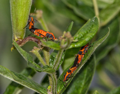 IMG_0789 Mating Pairs of Milkweed Bugs