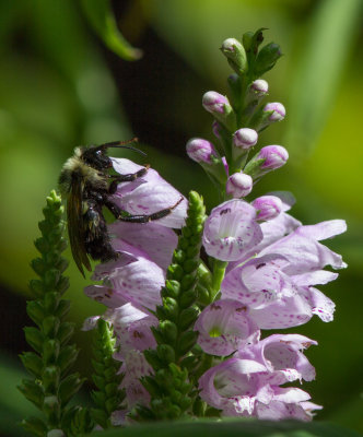 IMG_0961 Happy Bee on Obedient Plant