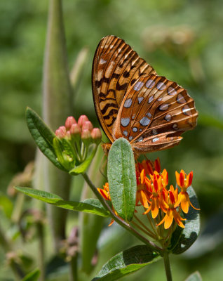 IMG_0967 Great Spangled Fritillary Butterfly