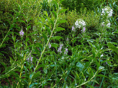 Obedient Plant (physostegia virginianum) and cleome naturalized