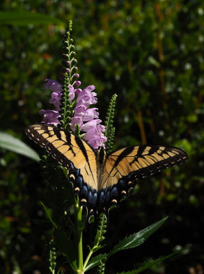 P8030194 First Swallowtail on Obedient Plant