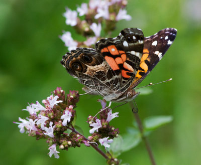 Painted Lady Butterfly on Oregano