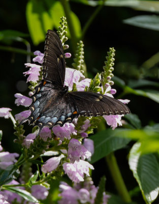 P1100345 Black Swallowtail