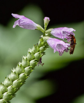 IMG_1278 Soldier Beetle Checking out Obedient Plant Blossom