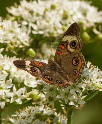 IMG_1634 Common Buckeye Butterfly - junonia coenia