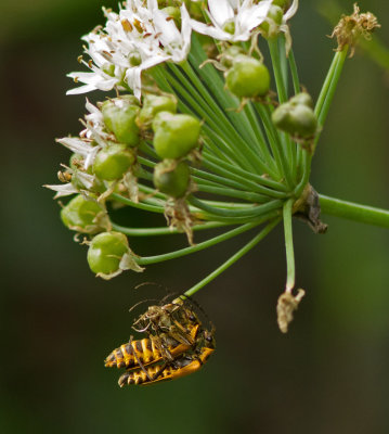 IMG_1706 Soldier Beetles ALMOST Mating