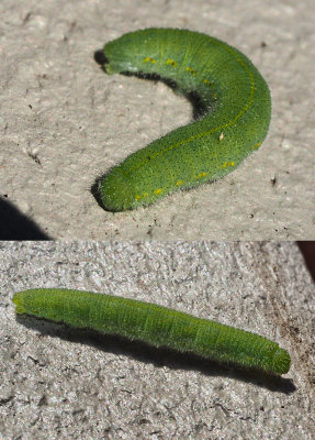 These are the radish leaf destroying monsters...