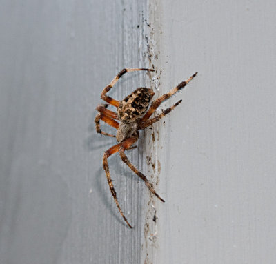 P1110083 Cold Spider