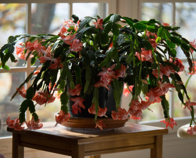 PB060102 Schlumbergera