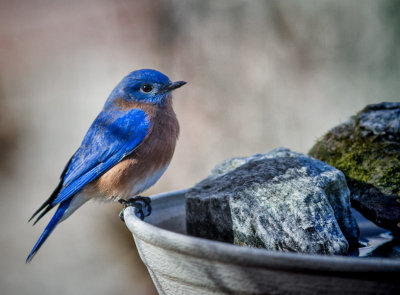 IMG_2291 male bluebird on water tray