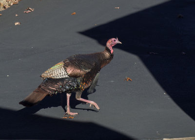 PB260025 Strutting turkey