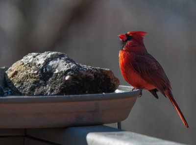 _MG_8692 Cardinal enjoying the morning sun on a cold day