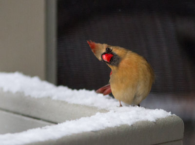 IMG_2760 Have you ever seen a cuter cardinal?