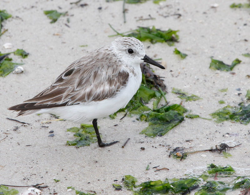 Sanderling: First year bird