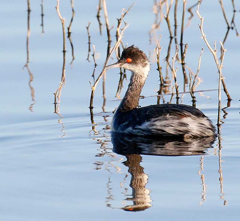 Eared Grebe