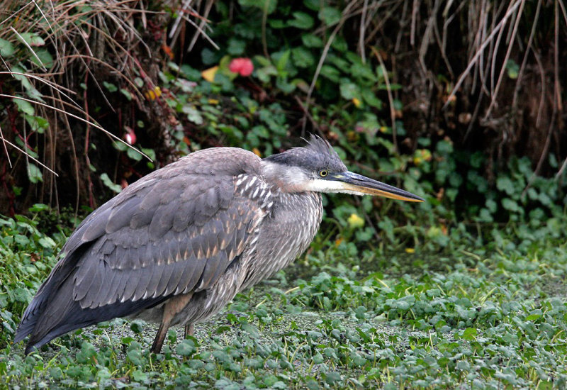 wading_birds