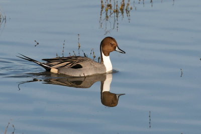 Northern Pintail, Male