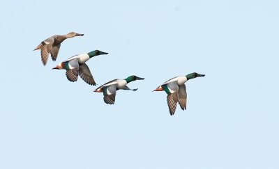 Northern Shovelers in Flight