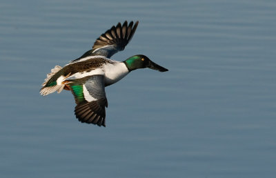 Northern Shoveler, Male 