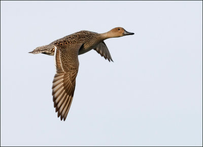 Northern Pintail, Female in Flight