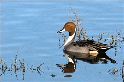 Northern Pintail, Male