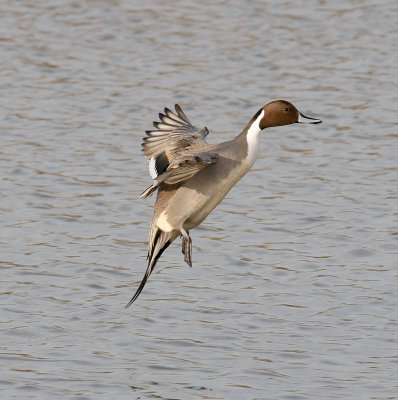 Northern Pintail, Male Lift-Off
