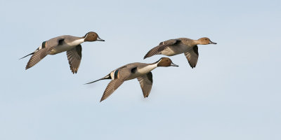 Northern Pintail, Trio Gliding