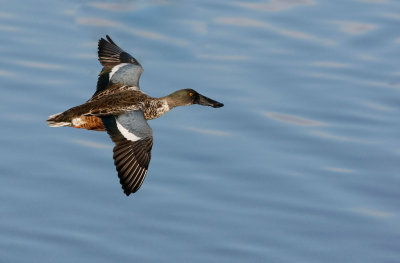 Northern Shoveler, Male