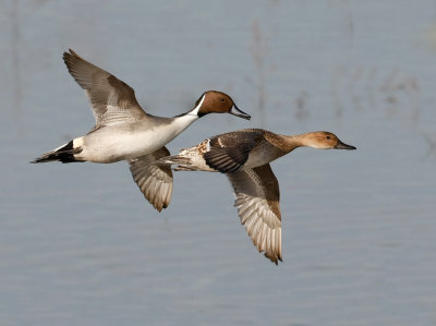 Northern Pintail Pair