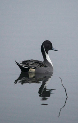 Pintail in Fog