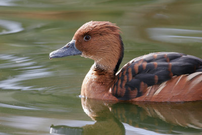 Fulvous Whistling Duck 