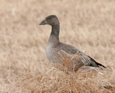 Snow Goose, Dark Morph, Juvenile