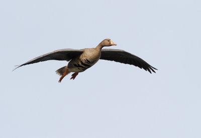 Greater White-fronted Goose Flight