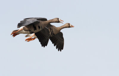 Greater White-fronted Goose Pair in Flight 