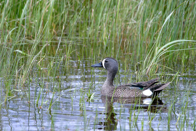 Blue-winged Teal Male