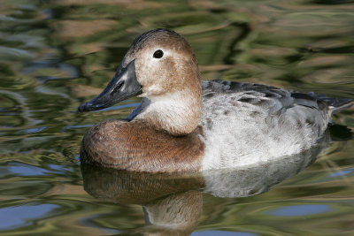 Canvasback Female