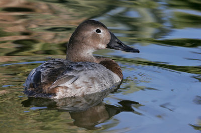 Canvasback Female