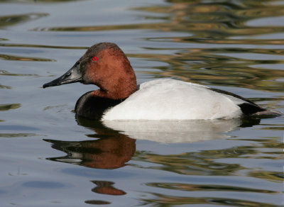Canvasback Male