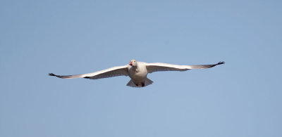 Snow Goose Gliding