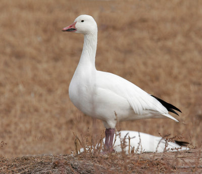 Snow Goose Adult 