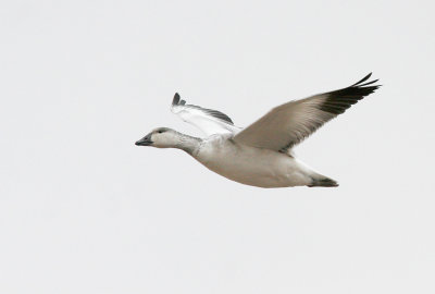 Snow Goose Juvenile 