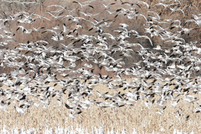 Snow Goose Blast-off